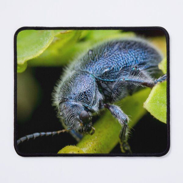 Item preview, A metallic blue leaf beetle! (Trichochrysea hirta) relaxing on the petiole  designed and sold by AvonPerception.