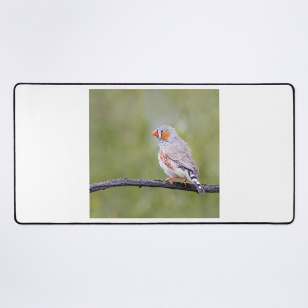 Item preview, Mr Zebra Finch designed and sold by David Hibberd.