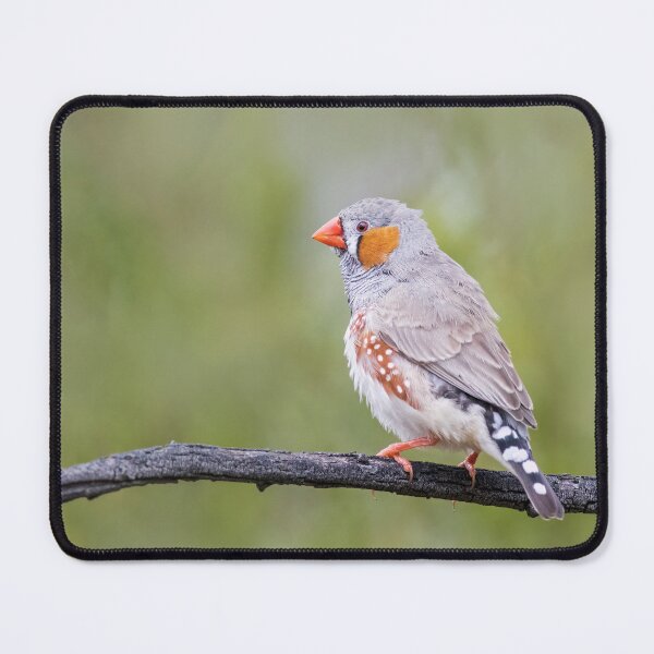 Item preview, Mr Zebra Finch designed and sold by David  Hibberd.