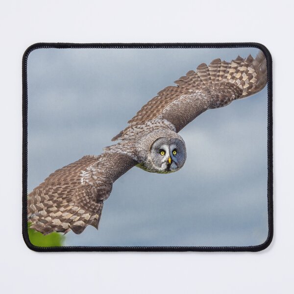 Item preview, Great Grey In flight designed and sold by Dalyndigital Photography.