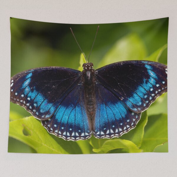 Item preview, Butterfly 7 designed and sold by Jacquiamber.
