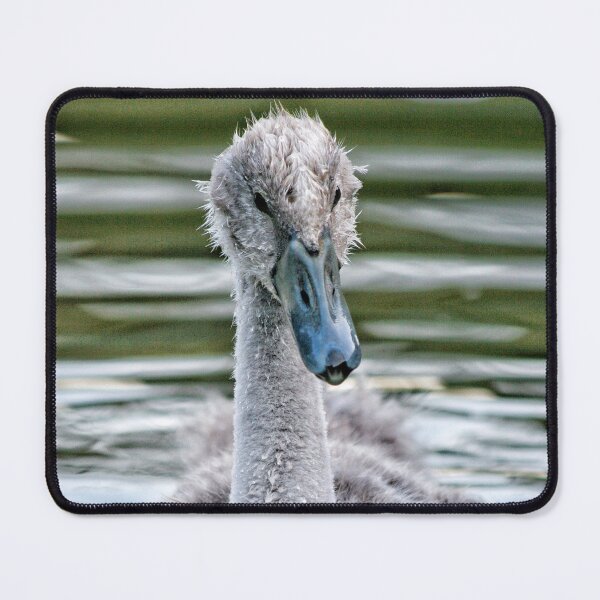 Item preview, Cygnet designed and sold by Jellycandy.