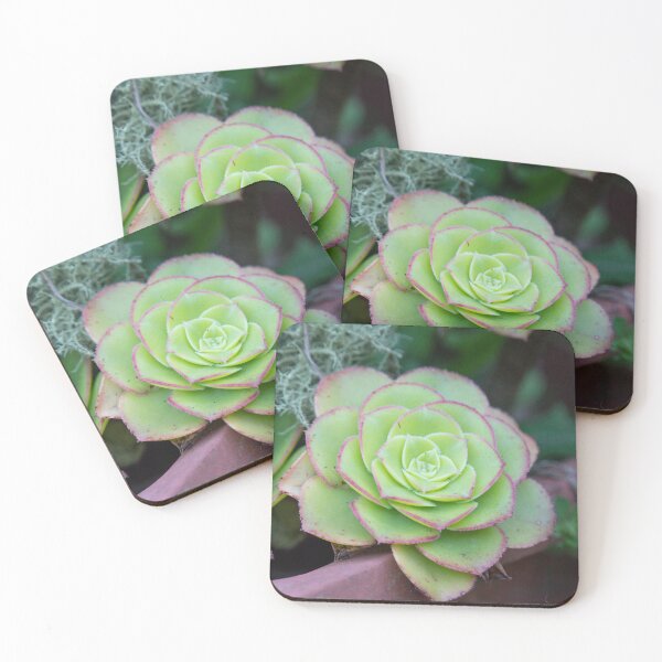 Item preview, Succulent designed and sold by Jacquiamber.