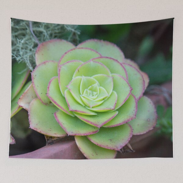 Item preview, Succulent designed and sold by Jacquiamber.