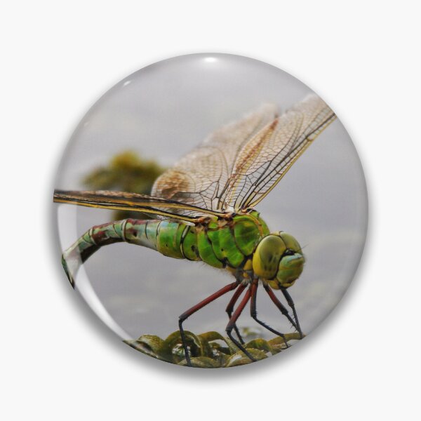 Item preview, Hawker Lays her Eggs designed and sold by Jellycandy.