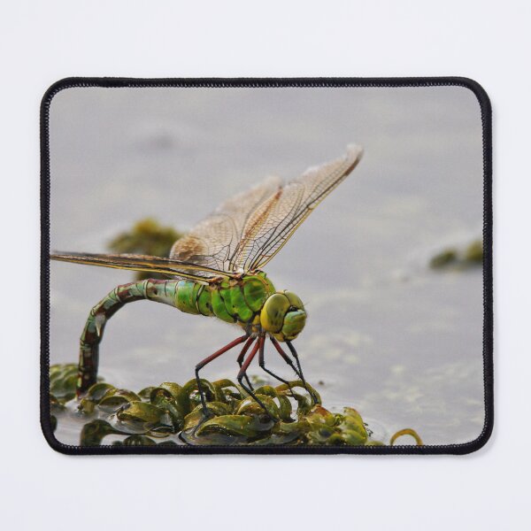 Item preview, Hawker Lays her Eggs designed and sold by Jellycandy.