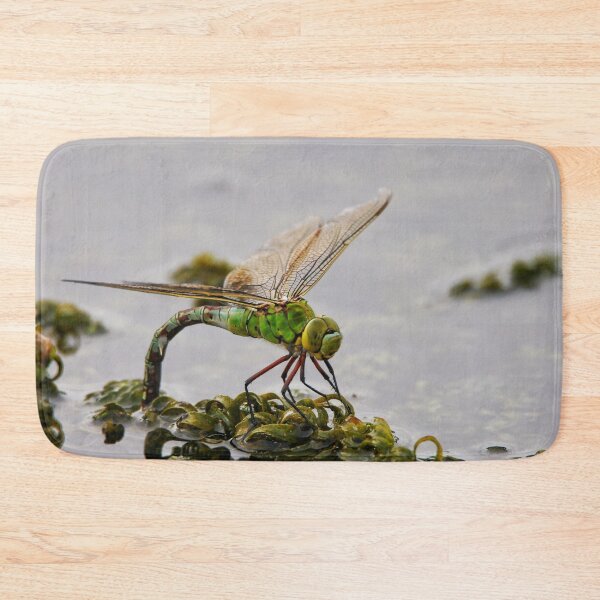 Item preview, Hawker Lays her Eggs designed and sold by Jellycandy.