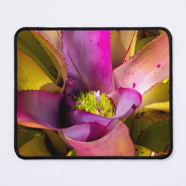 Item preview, Bromeliad 2 designed and sold by Jacquiamber.