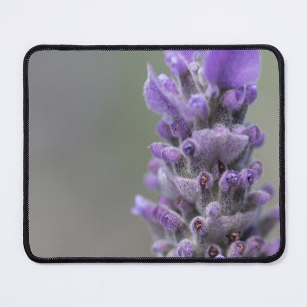 Item preview, Lavender designed and sold by Jacquiamber.