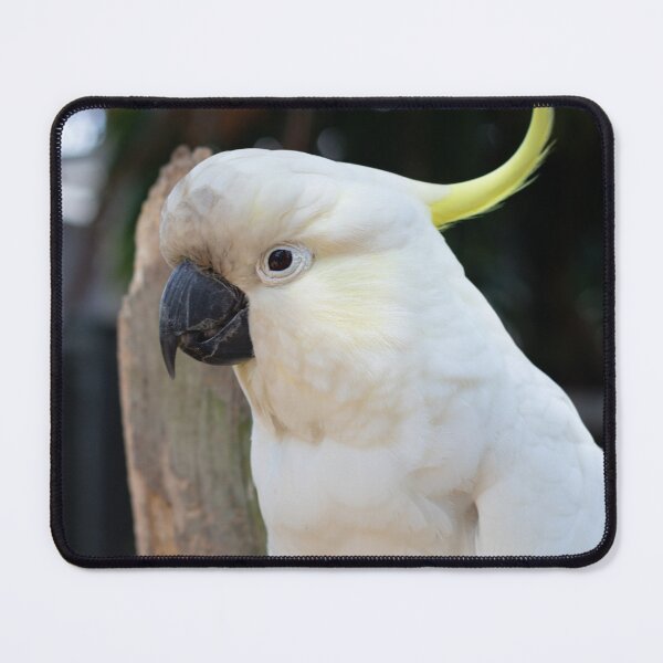 Item preview, Cockatoo designed and sold by Jacquiamber.