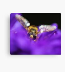 iNsect Canvas Print