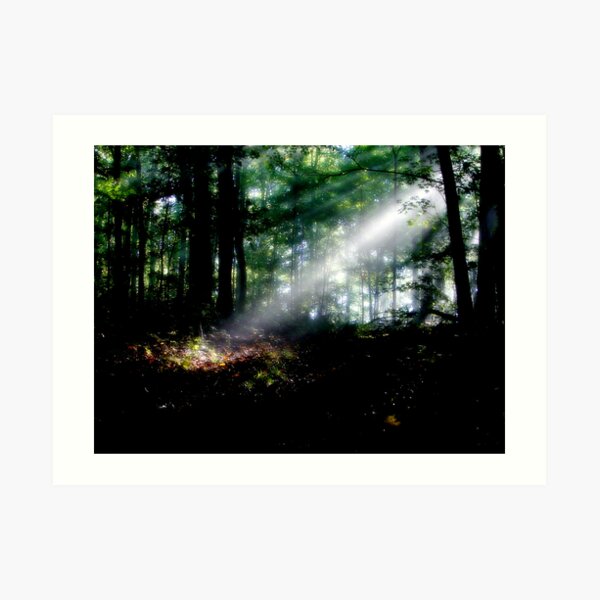 Rays In The Forest Art Print