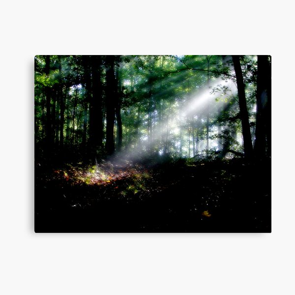 Rays In The Forest Canvas Print