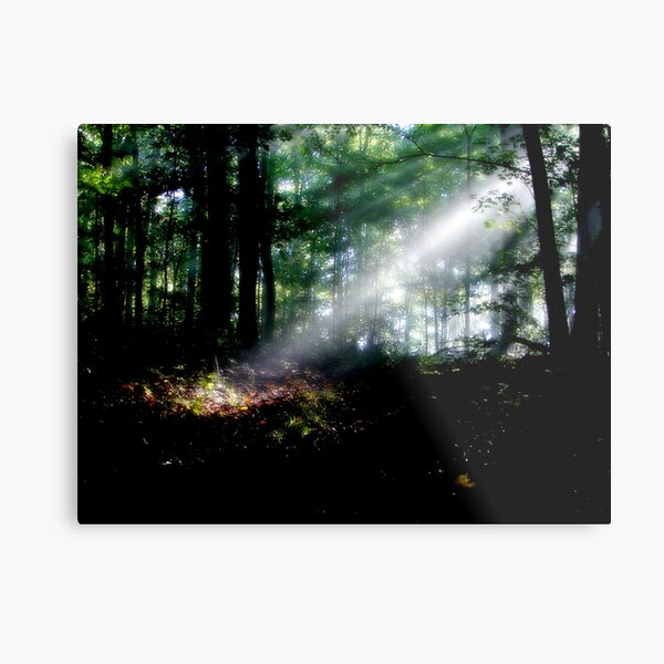 Rays In The Forest Metal Print