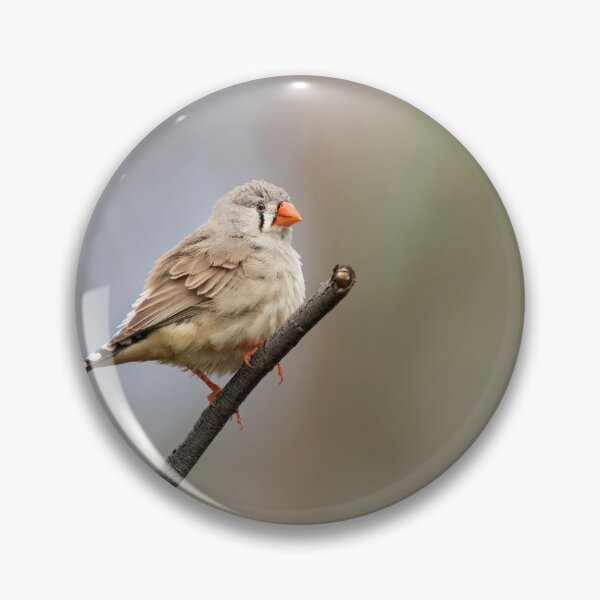 Item preview, Mrs Zebra Finch designed and sold by David  Hibberd.