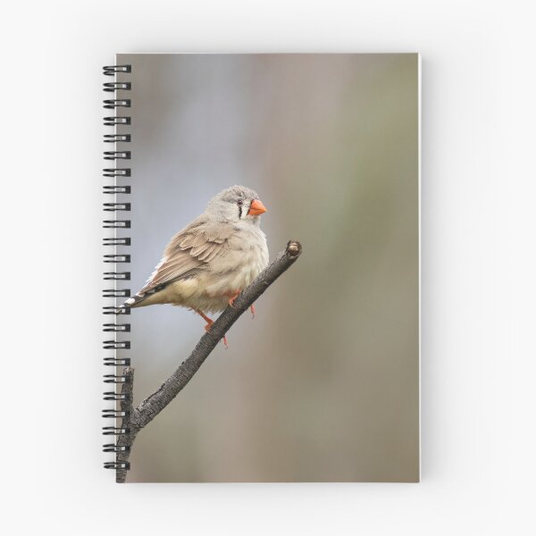 Item preview, Mrs Zebra Finch designed and sold by David  Hibberd.