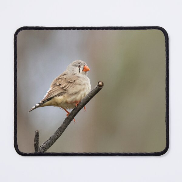 Item preview, Mrs Zebra Finch designed and sold by David Hibberd.