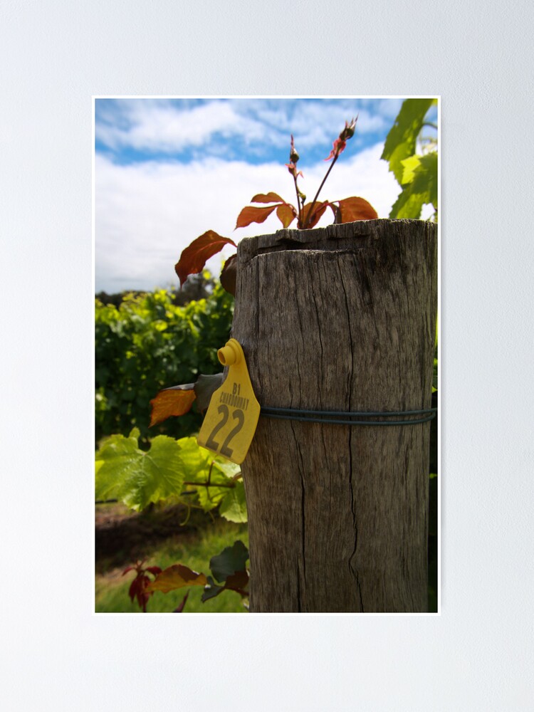 Alternate view of Chardonnay Poster