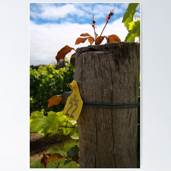 Aperçu de l'œuvre Chardonnay créée et vendue par Andreas Koepke.