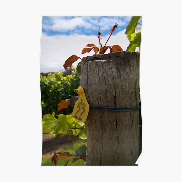 Chardonnay Poster