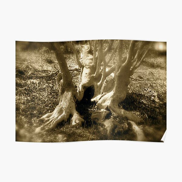 Mangrove Roots Poster