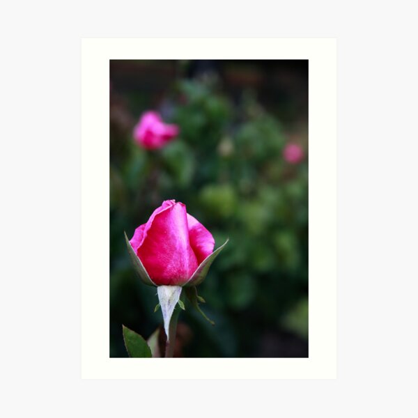 Pink rose Art Print
