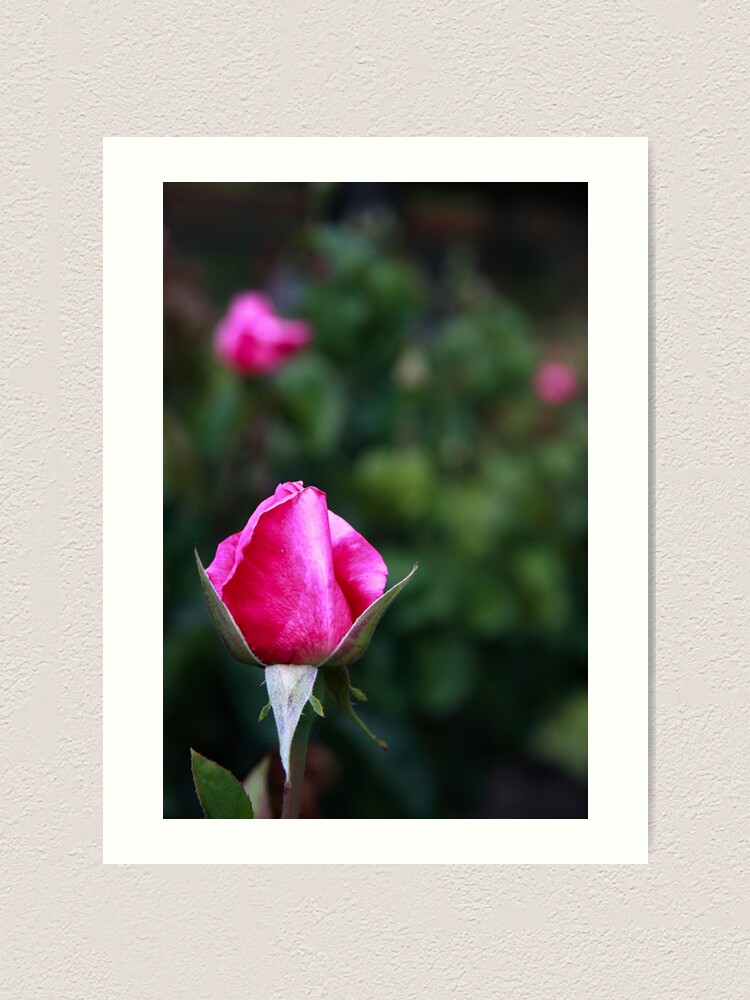 Alternate view of Pink rose Art Print
