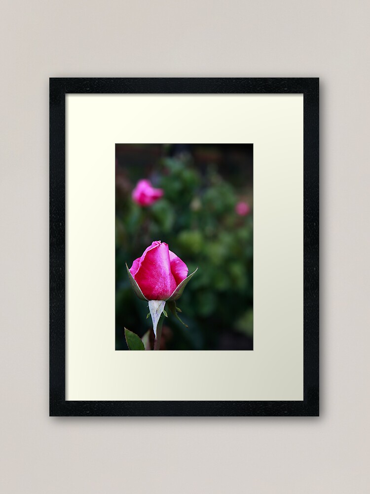 Alternate view of Pink rose Framed Art Print