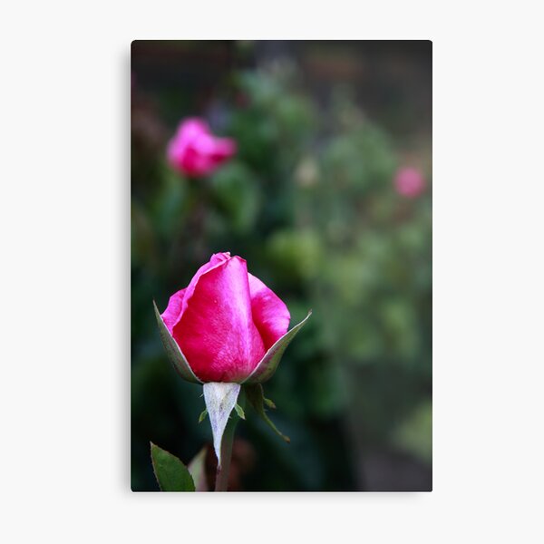 Pink rose Metal Print