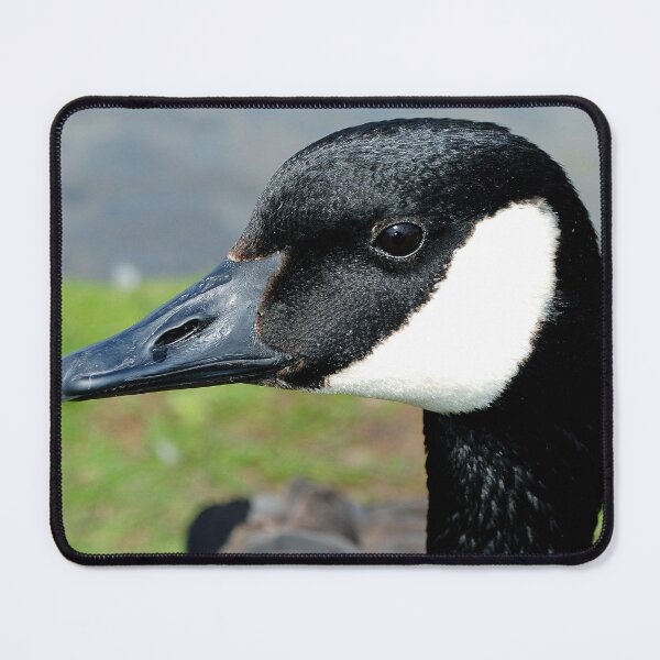 Item preview, Canada Goose Canadian Geese Wild Bird designed and sold by AndyEvansPhotos.