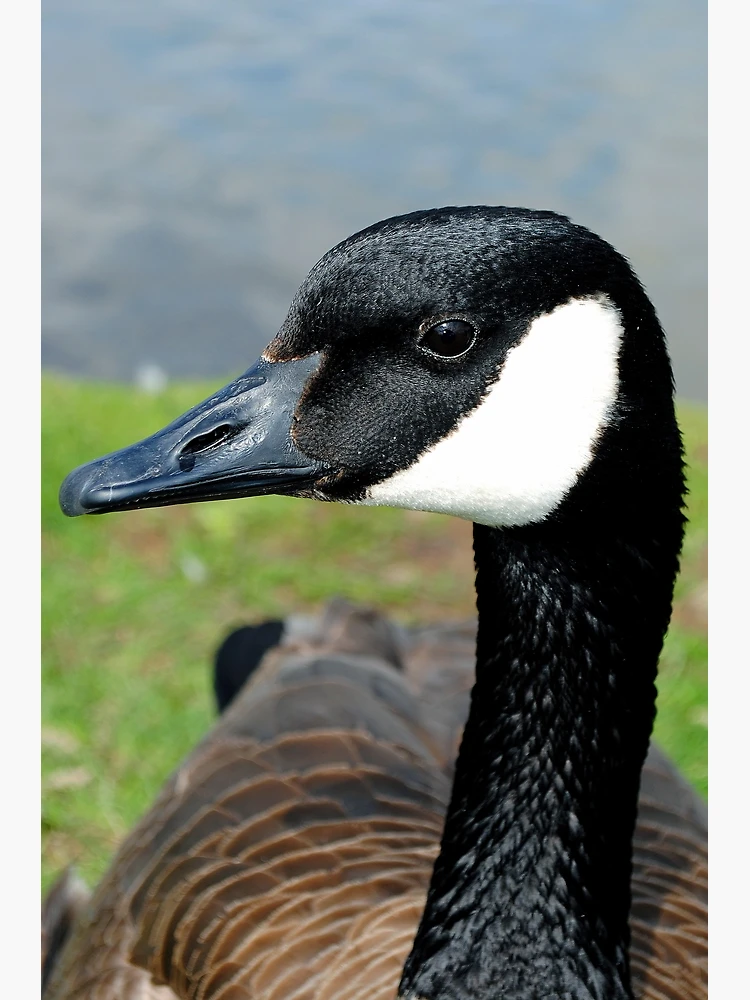 Canada Goose Canadian Geese Wild Bird