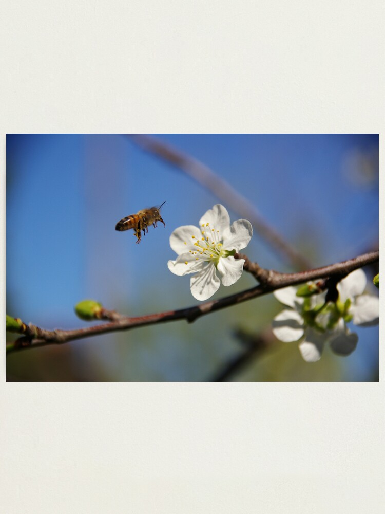 Alternate view of Been Busy? Photographic Print