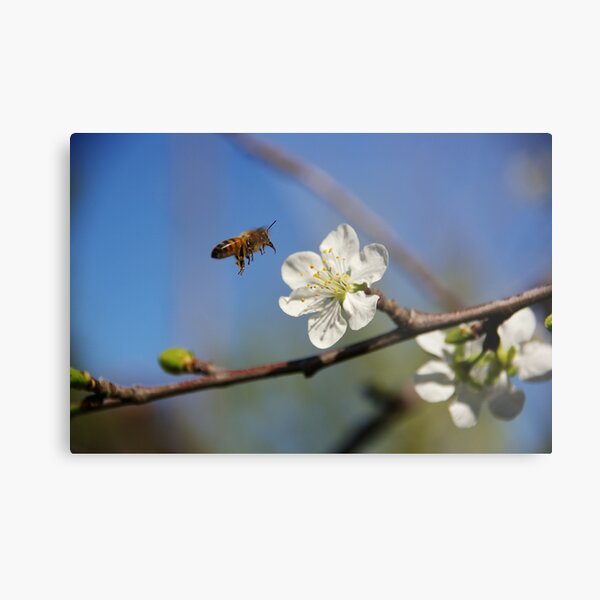 Been Busy? Metal Print