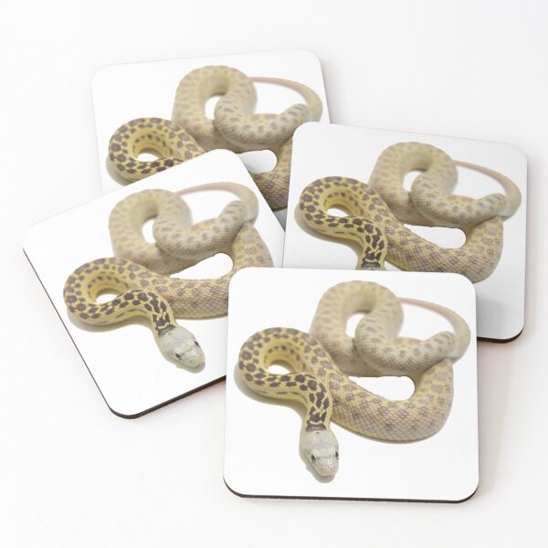Item preview, Zombie Snow San Diego Gopher Snake designed and sold by Glenreptiles.