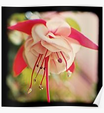 Fuschia Poster