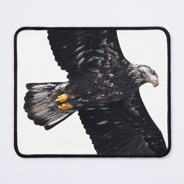 Item preview, Juvenile bald eagle flying overhead designed and sold by KRFNatureGifts.
