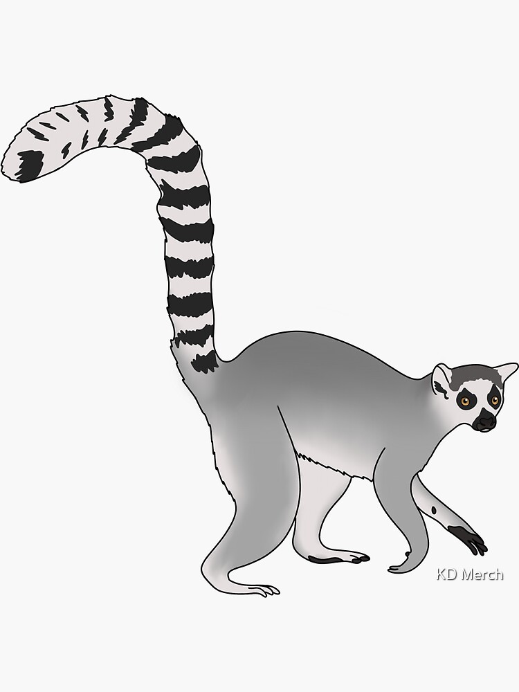 Wildtimes | Creature Feature: Ring-tailed Lemur