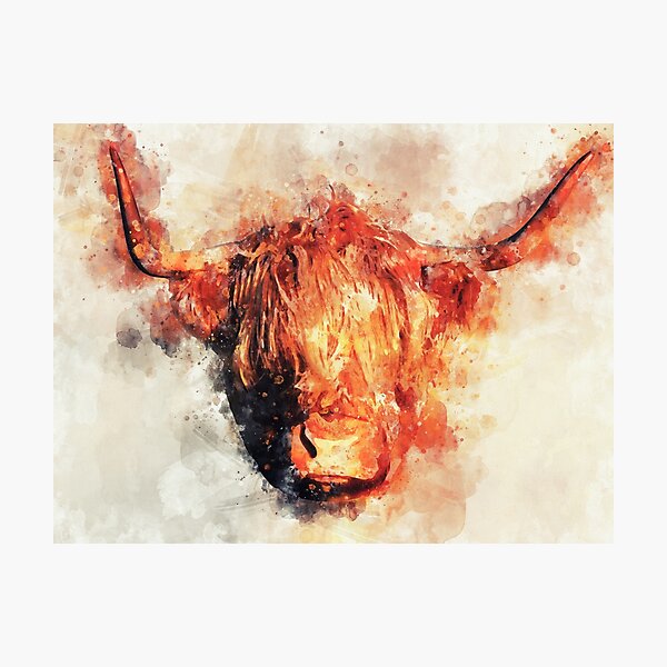 Scottish Highland Cow - Scottish Highland Cattle Photographic Print