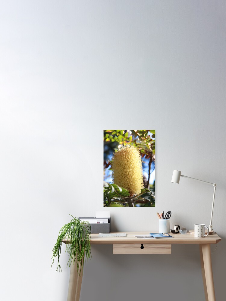 Thumbnail 2 of 3, Poster, Banksia Flower designed and sold by mistered.
