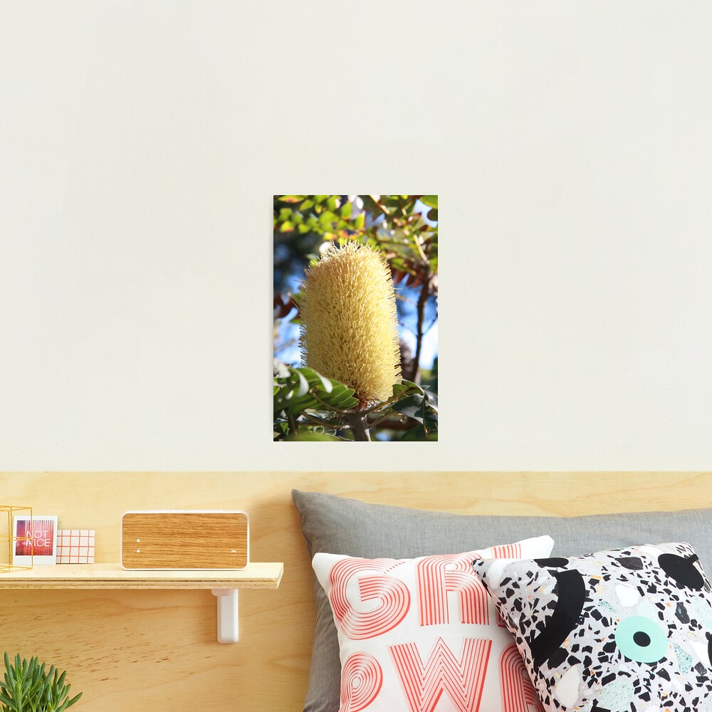 Banksia Flower Photographic Print