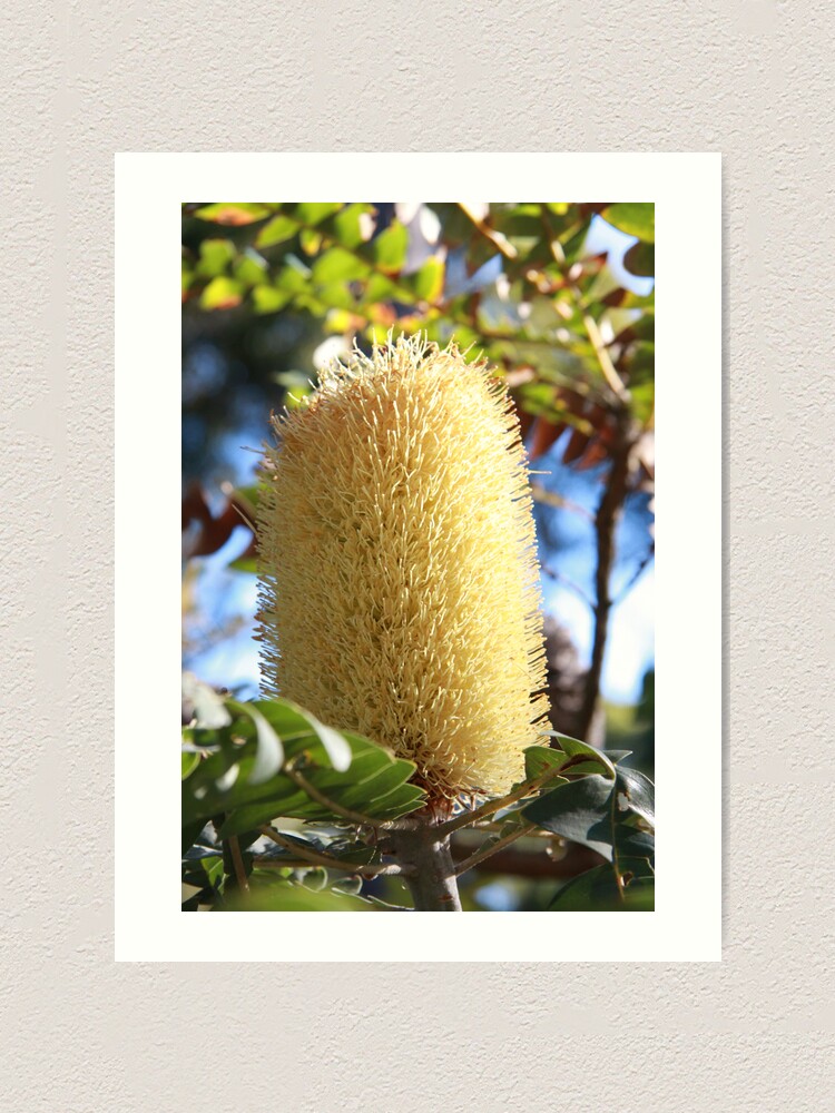 Alternate view of Banksia Flower Art Print