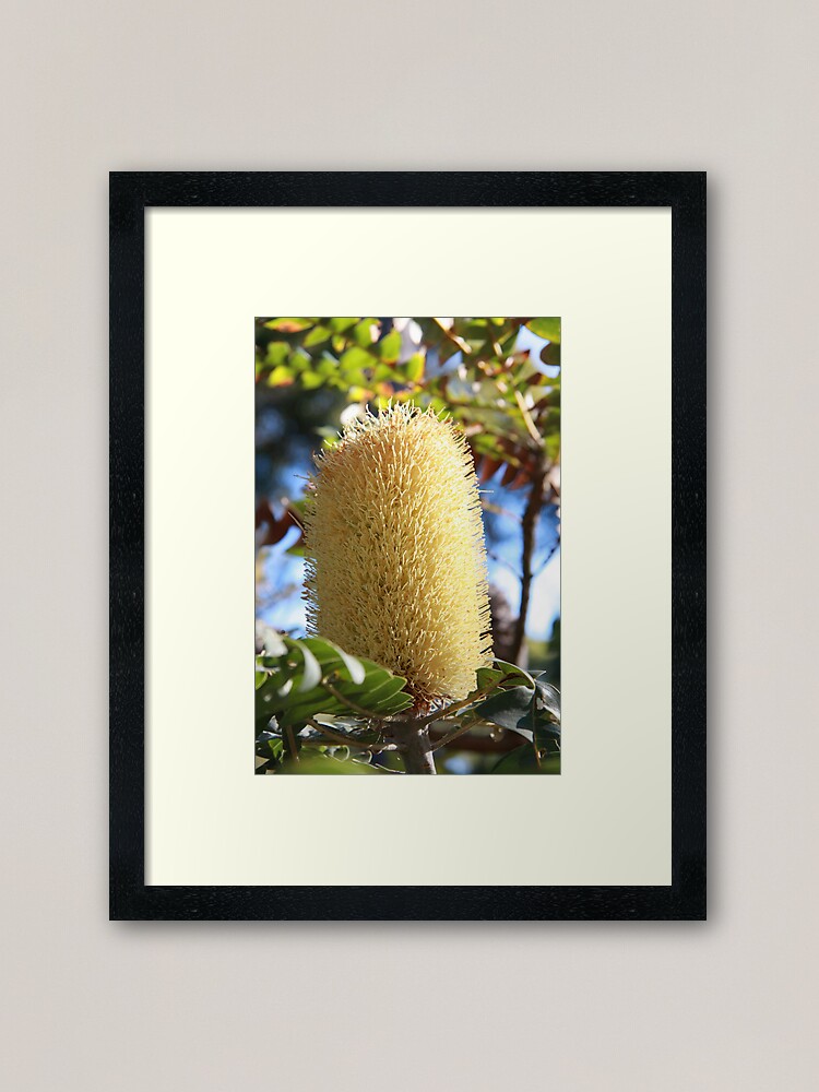 Alternate view of Banksia Flower Framed Art Print