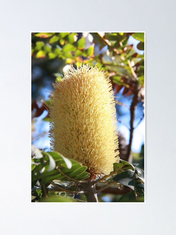 Alternate view of Banksia Flower Poster