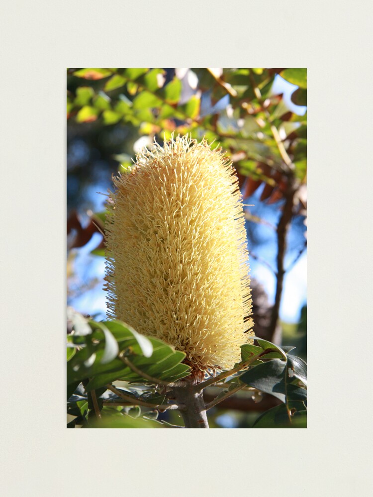Thumbnail 2 of 3, Photographic Print, Banksia Flower designed and sold by Andreas Koepke.