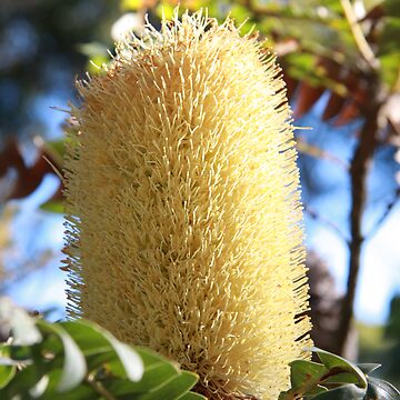 Artwork thumbnail, Banksia Flower by Andreas Koepke