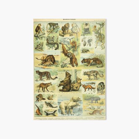 Item preview, Mammals (1897-1904) - Nouveau Larousse illustré designed and sold by SALON DES ARTS.