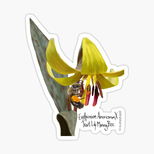 Trout Lily X Trout Lily Mining Bee Sticker