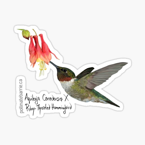 Ruby-Throated Hummingbird X Aquilegia Canadensis Sticker