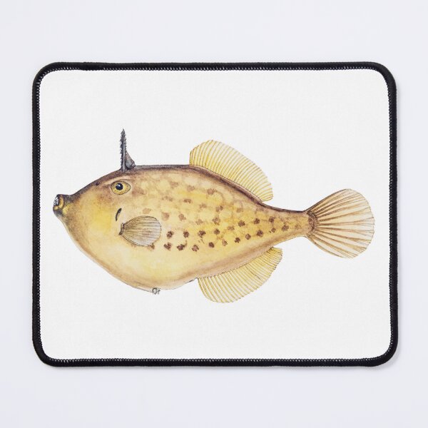 Item preview, Antique Fish Pseudomonacanthus Peroni Vintage Fish designed and sold by AmethystMurad.