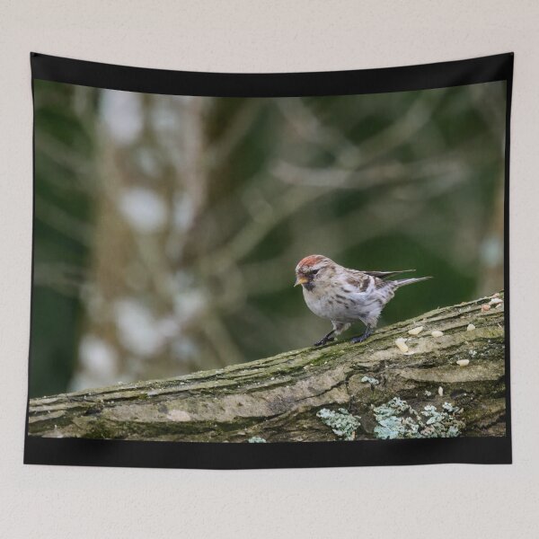 Item preview, Mealy redpoll found some seeds designed and sold by Jouko Lehto Photography.